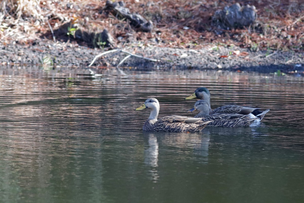 Mallard (Domestic type) - ML647651340