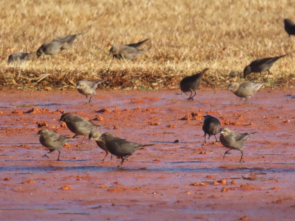 Brown-headed Cowbird - ML647651341