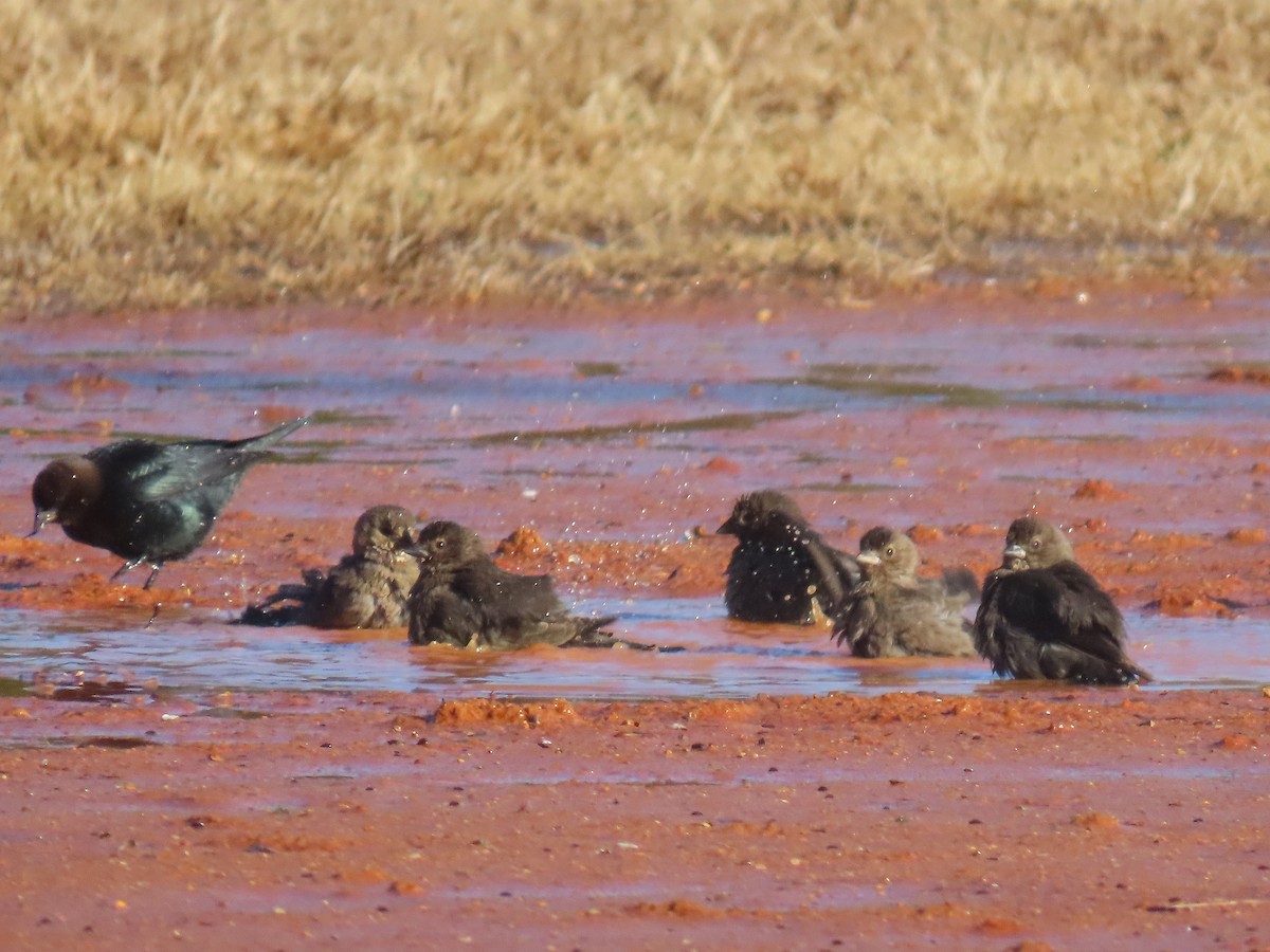 Brown-headed Cowbird - ML647651342