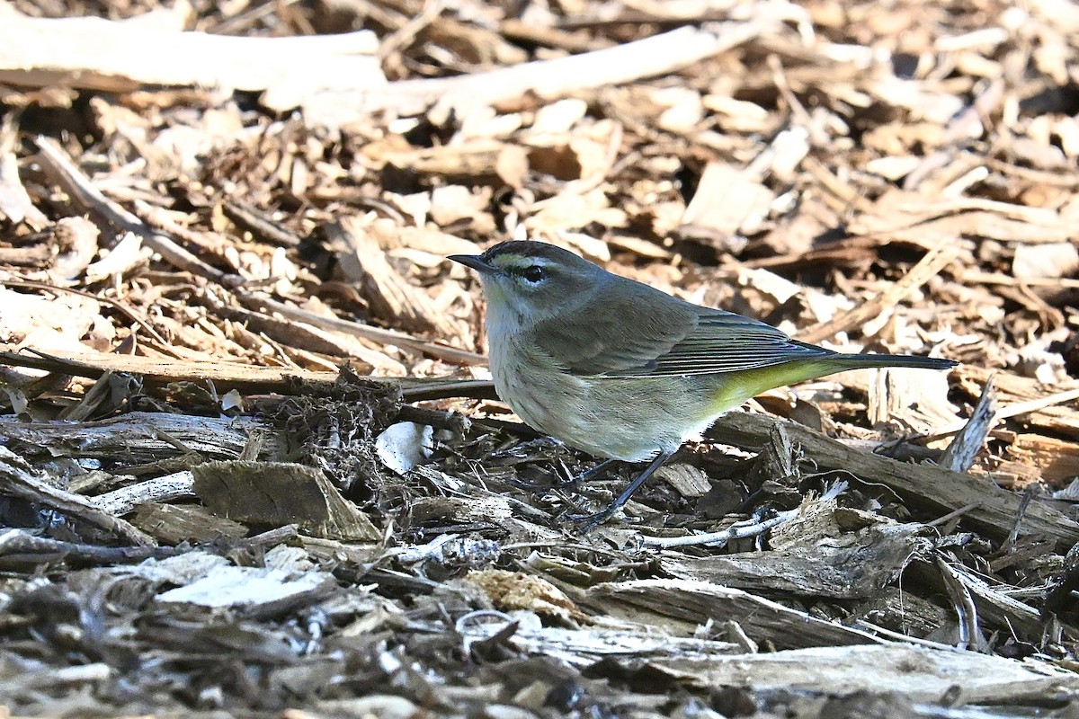 Palm Warbler - ML647651343