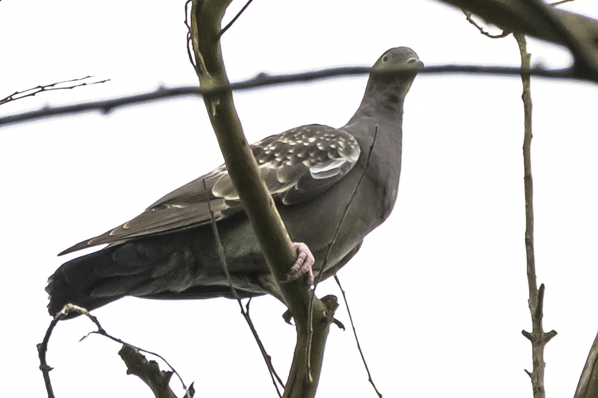 Spot-winged Pigeon - ML647651344