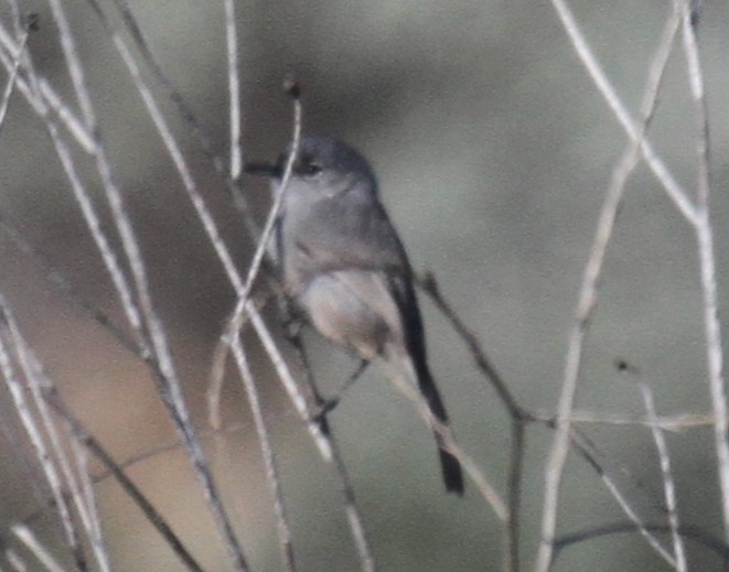 California Gnatcatcher - ML647651345