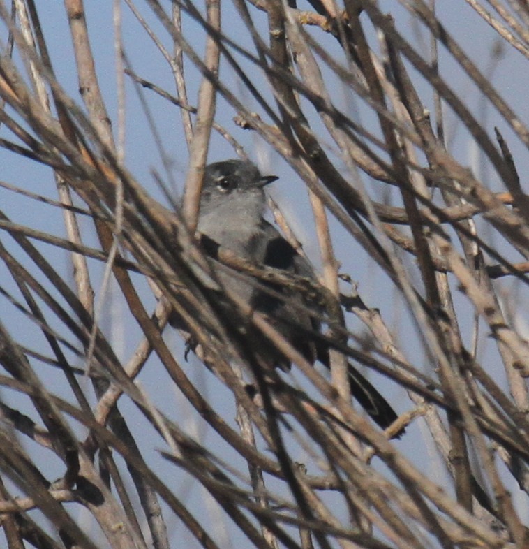 California Gnatcatcher - ML647651346