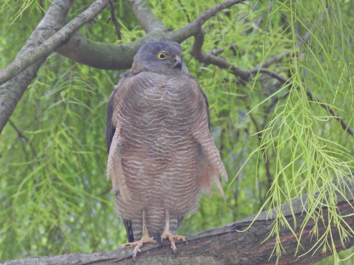 Collared Sparrowhawk - ML647651347
