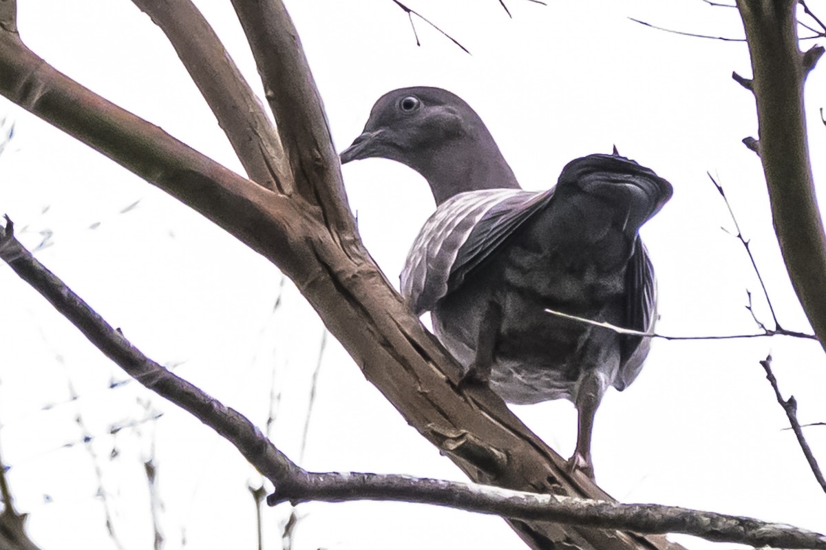 Spot-winged Pigeon - ML647651348