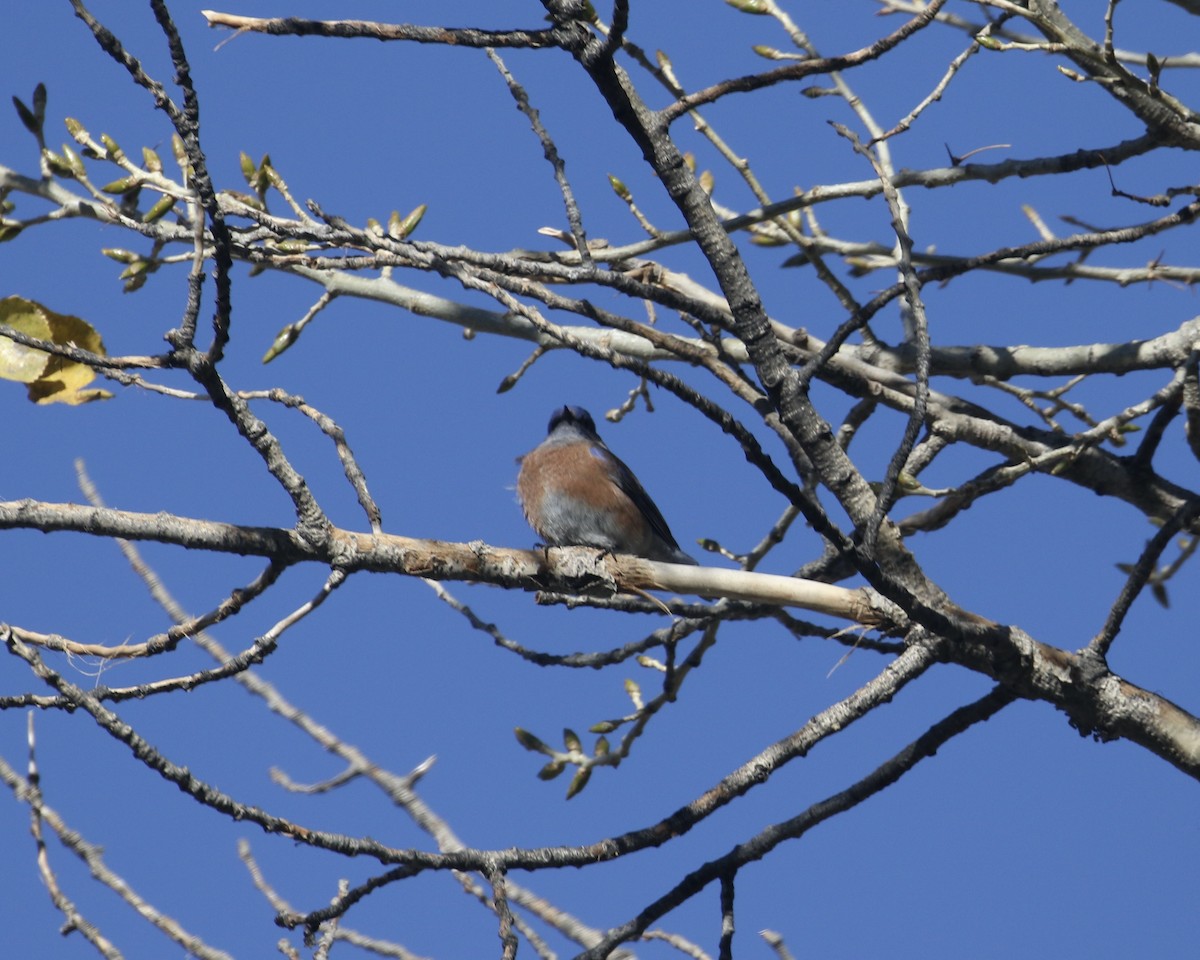 Western Bluebird - ML647651349