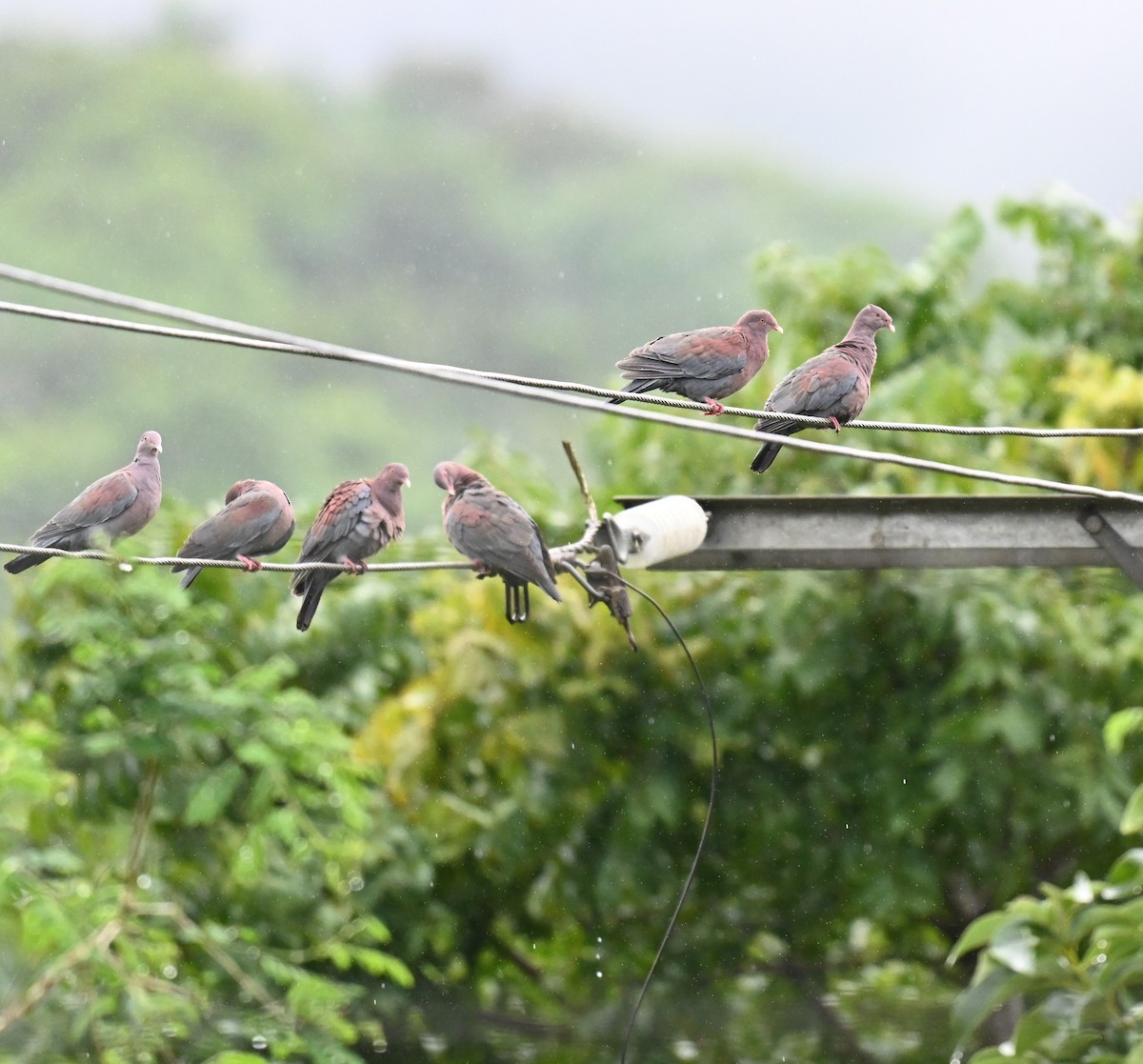 Red-billed Pigeon - ML647651350