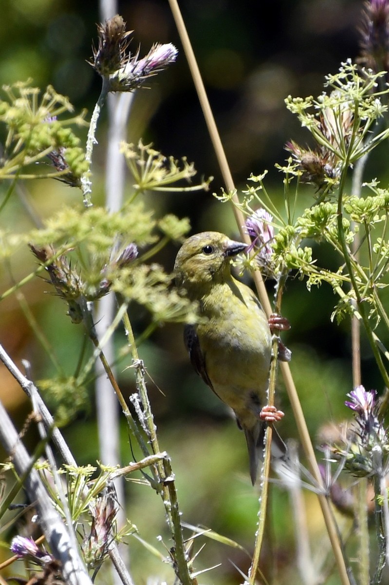 American Goldfinch - ML647651352