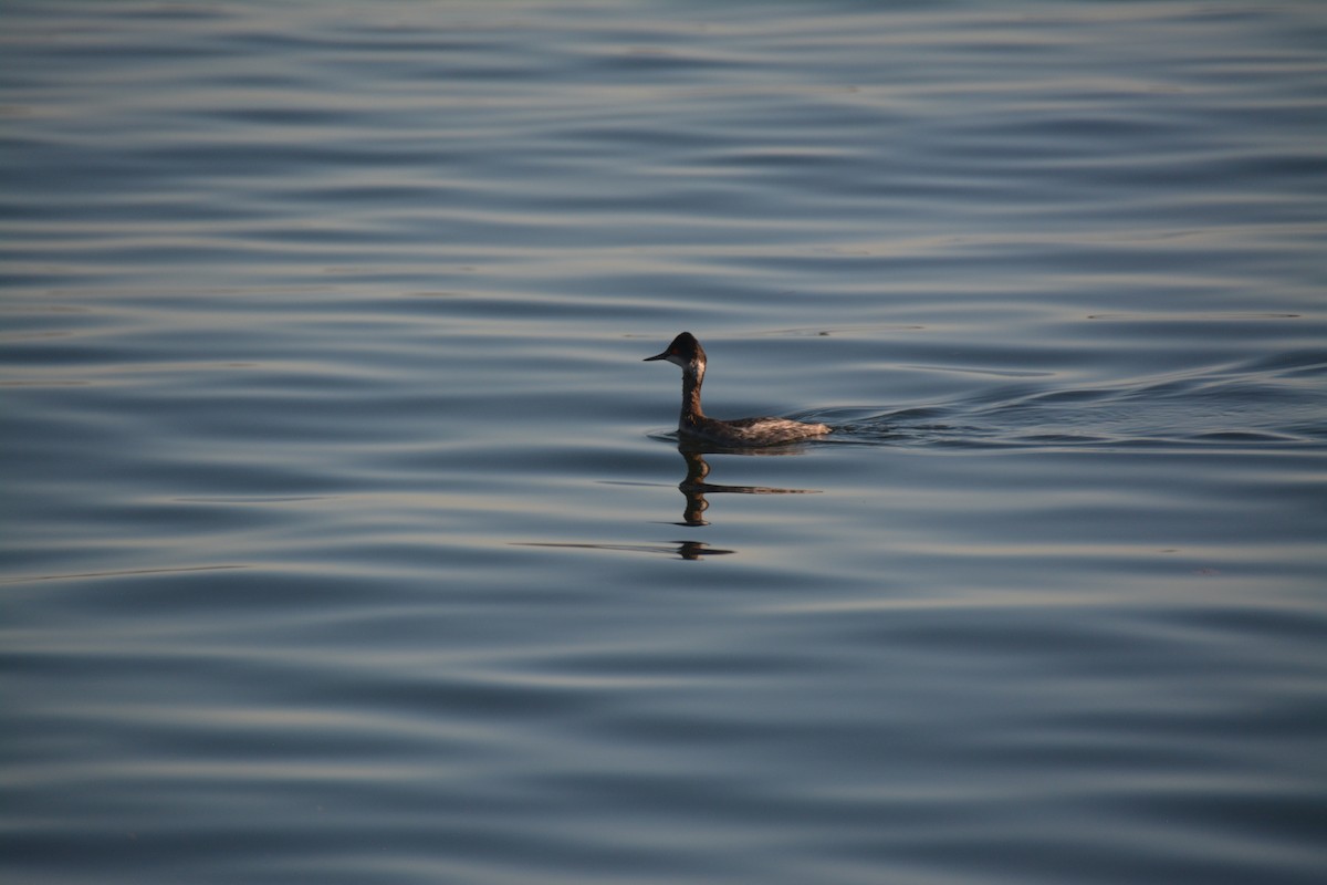 Grèbe à cou noir - ML647651394