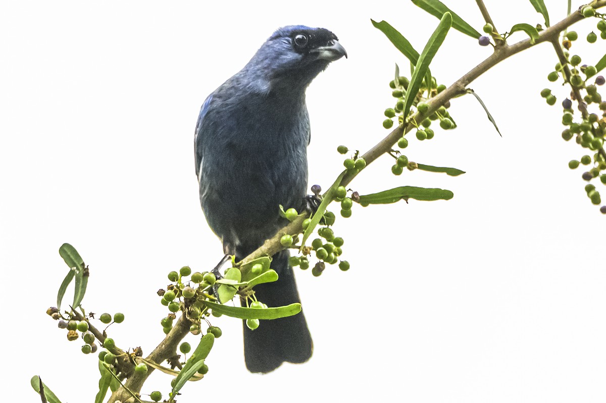 Diademed Tanager - ML647651426