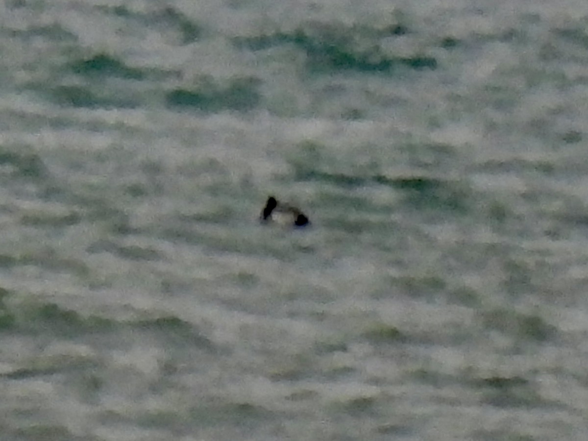 Морская чернеть - ML647651430