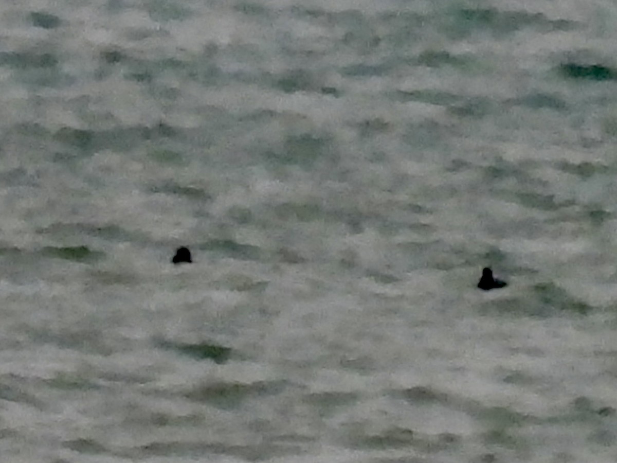 Морская чернеть - ML647651431