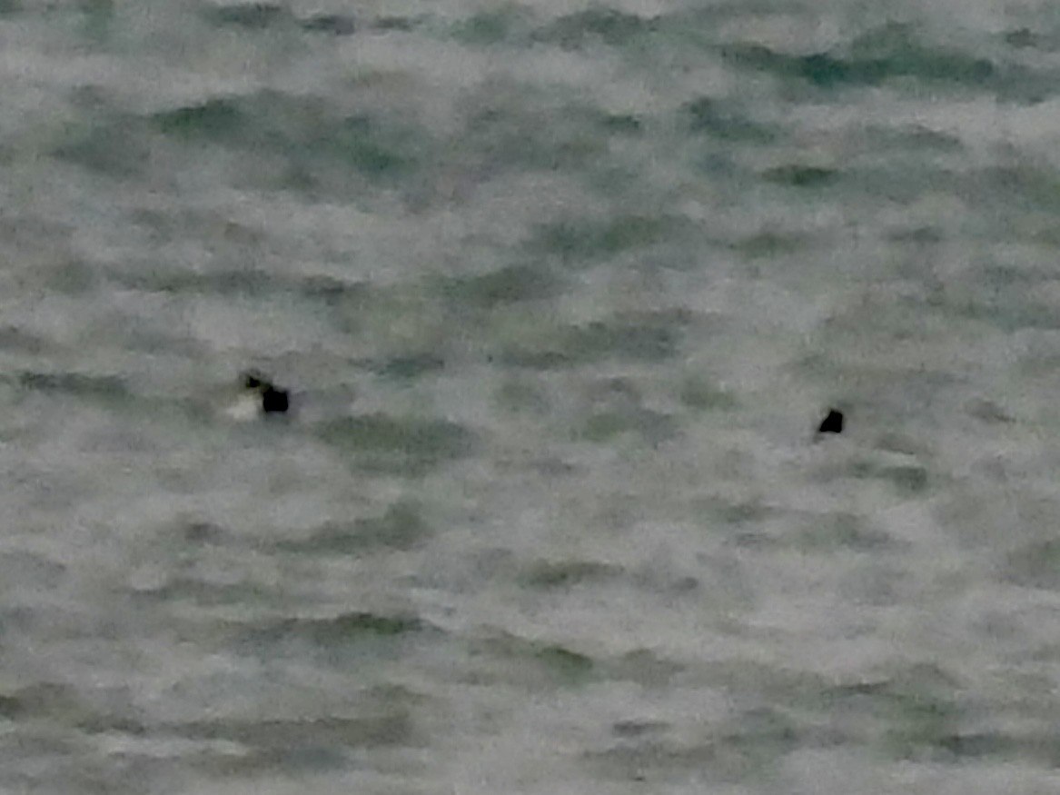 Морская чернеть - ML647651433