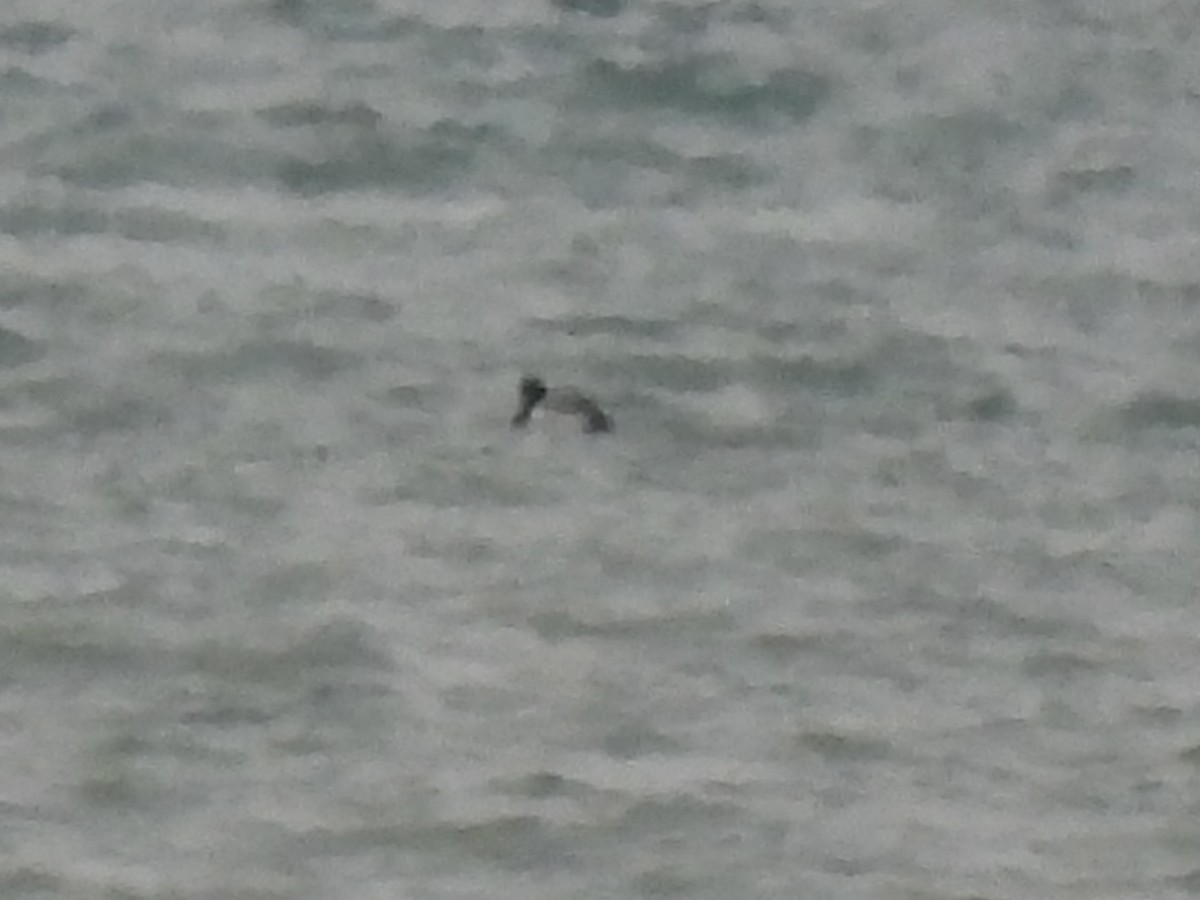 Морская чернеть - ML647651434