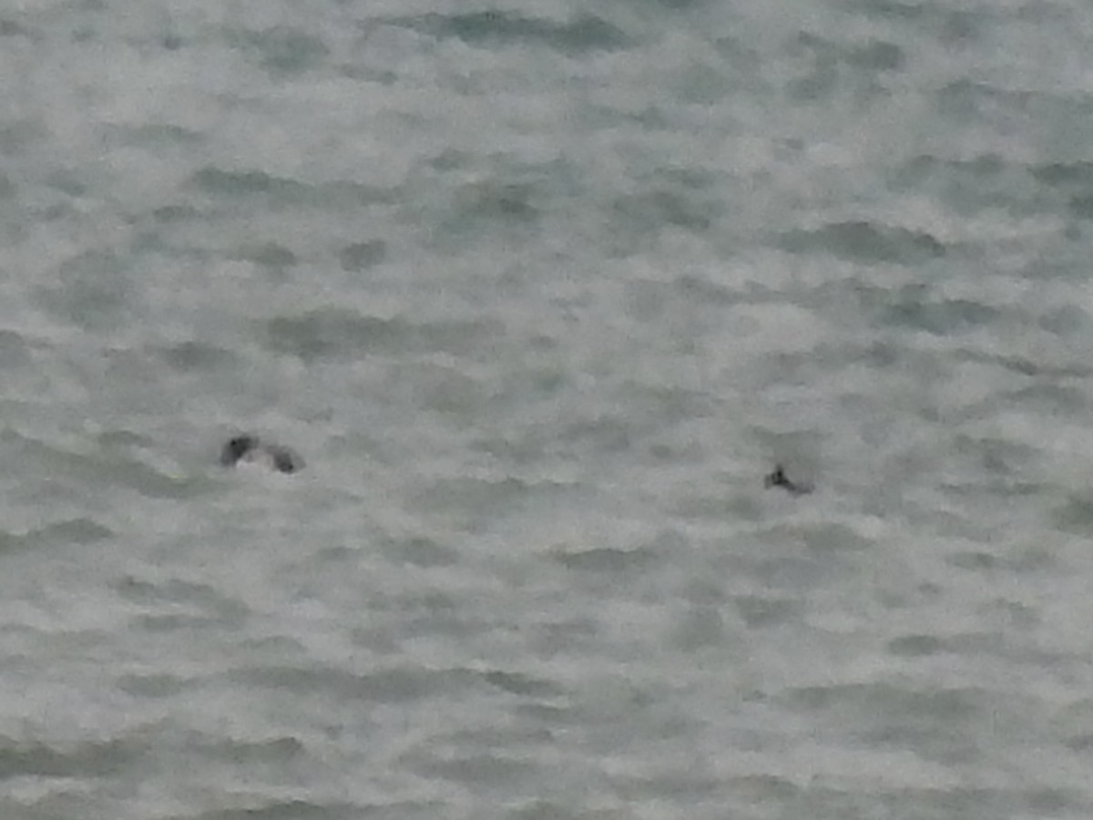 Морская чернеть - ML647651435