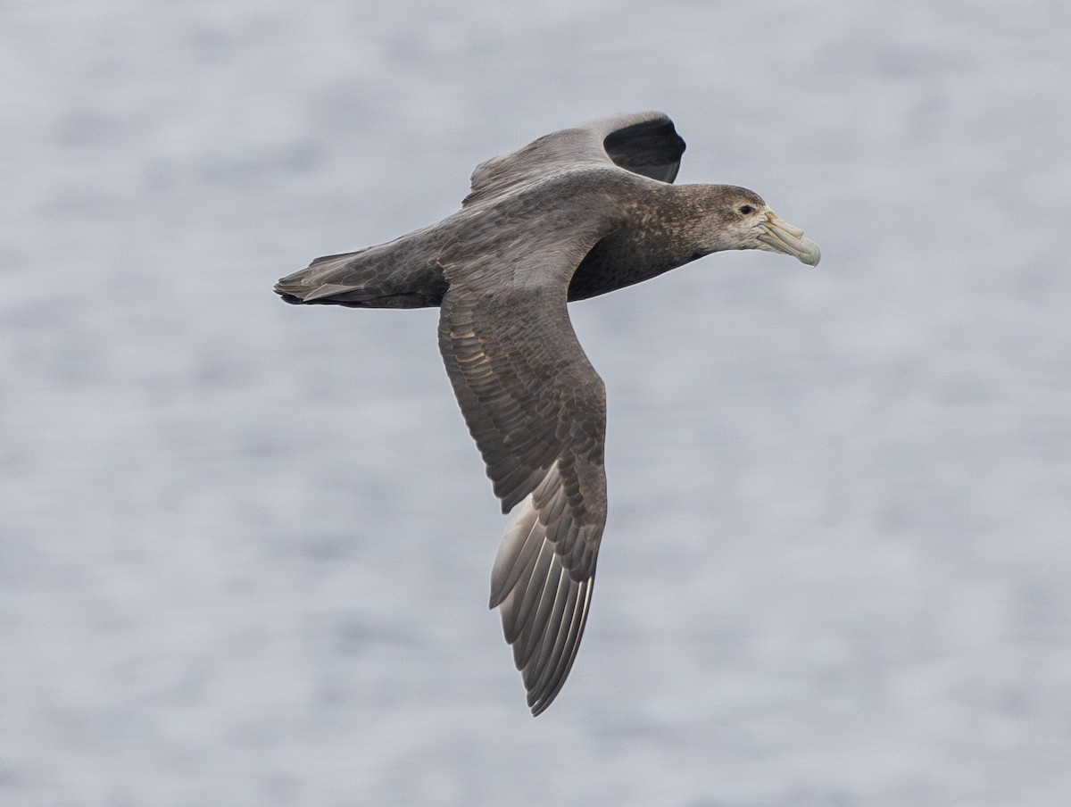 sørkjempepetrell - ML647651456