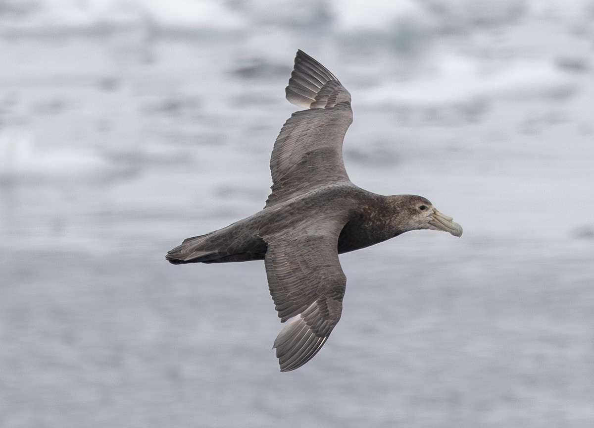 sørkjempepetrell - ML647651457