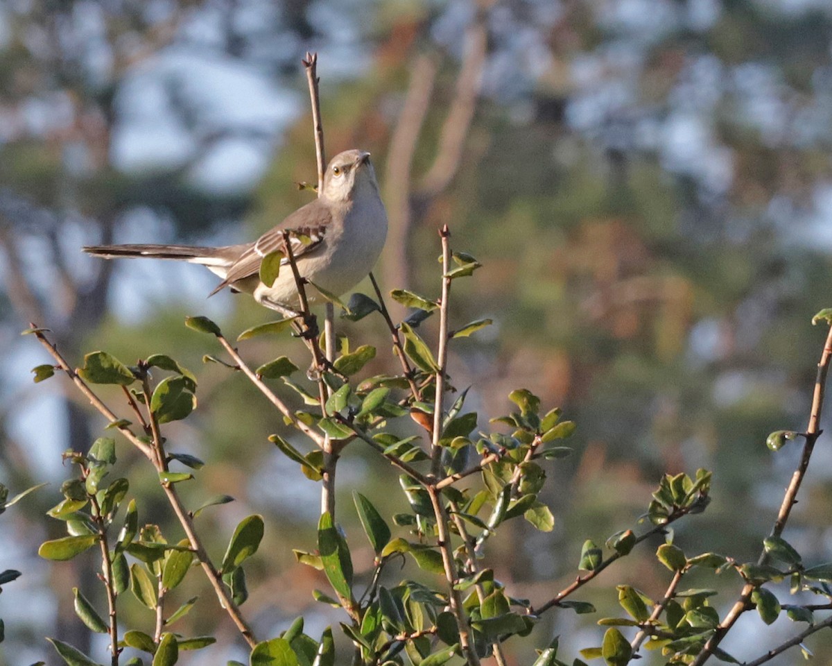 Northern Mockingbird - ML647651467