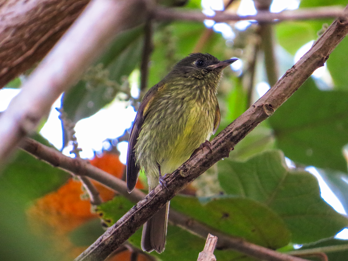 Olive-striped Flycatcher - ML647651494