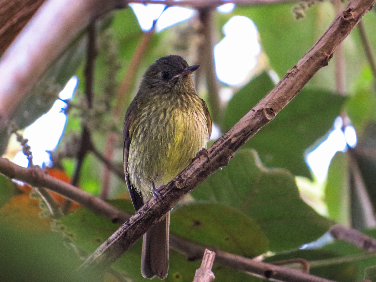 Olive-striped Flycatcher - ML647651495