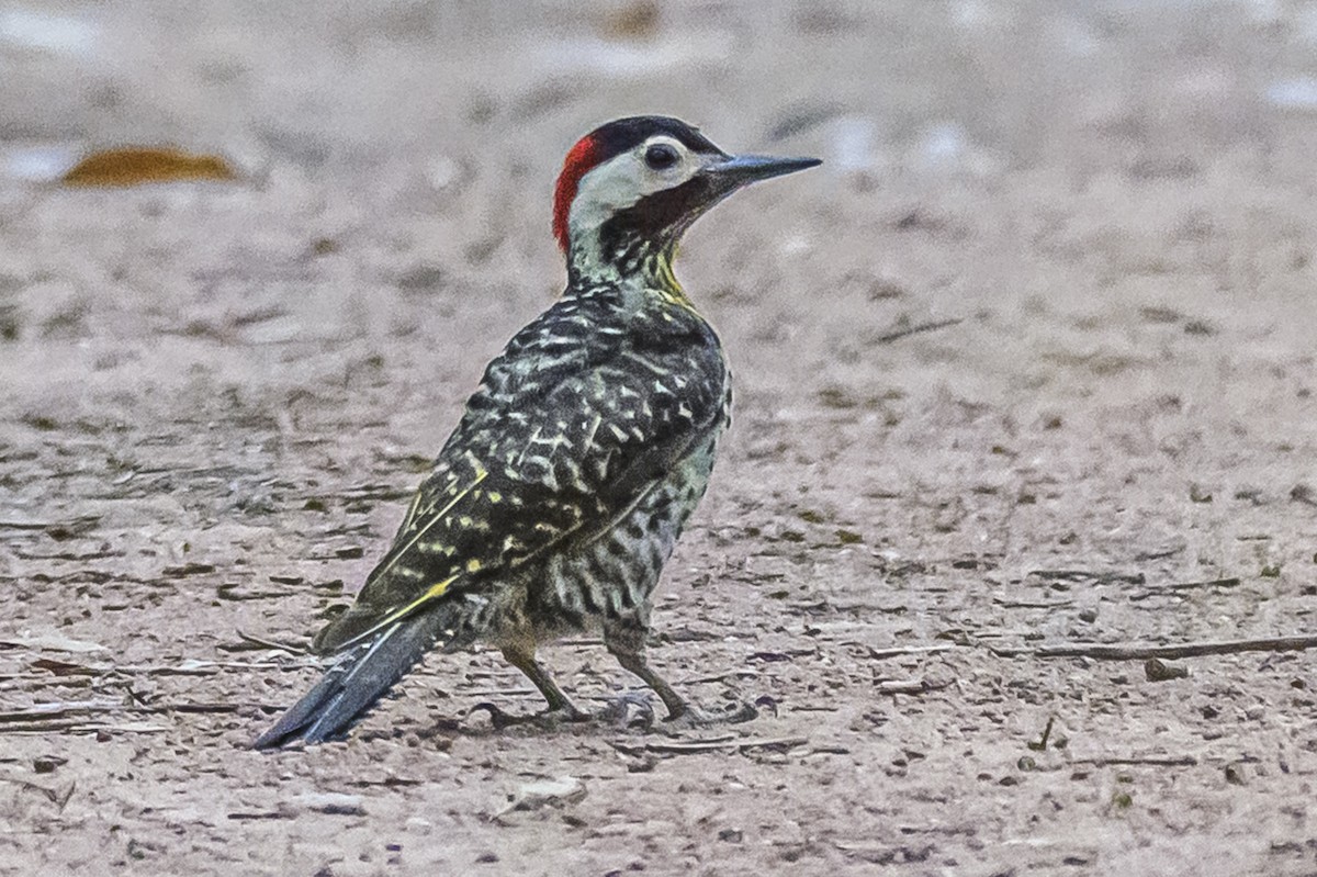 Черноусый дятел - ML647651511