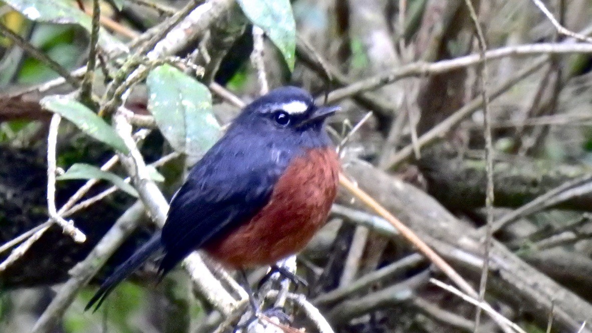 Пітайо темноспинний - ML647651530