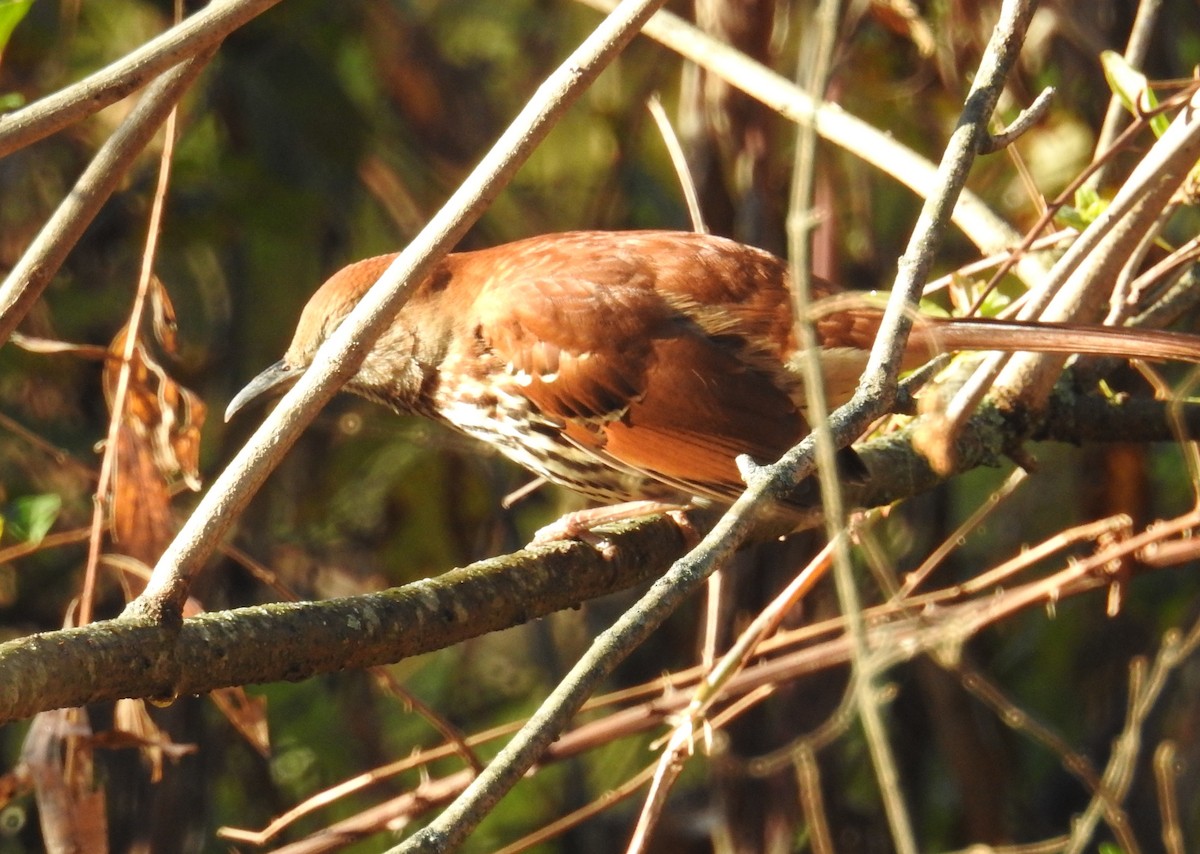 Cuitlacoche Rojizo - ML647651532