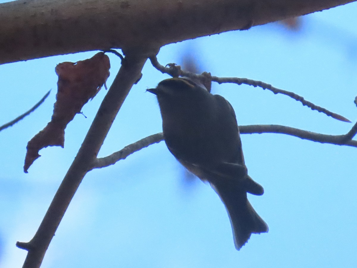 Golden-crowned Kinglet - ML647651572