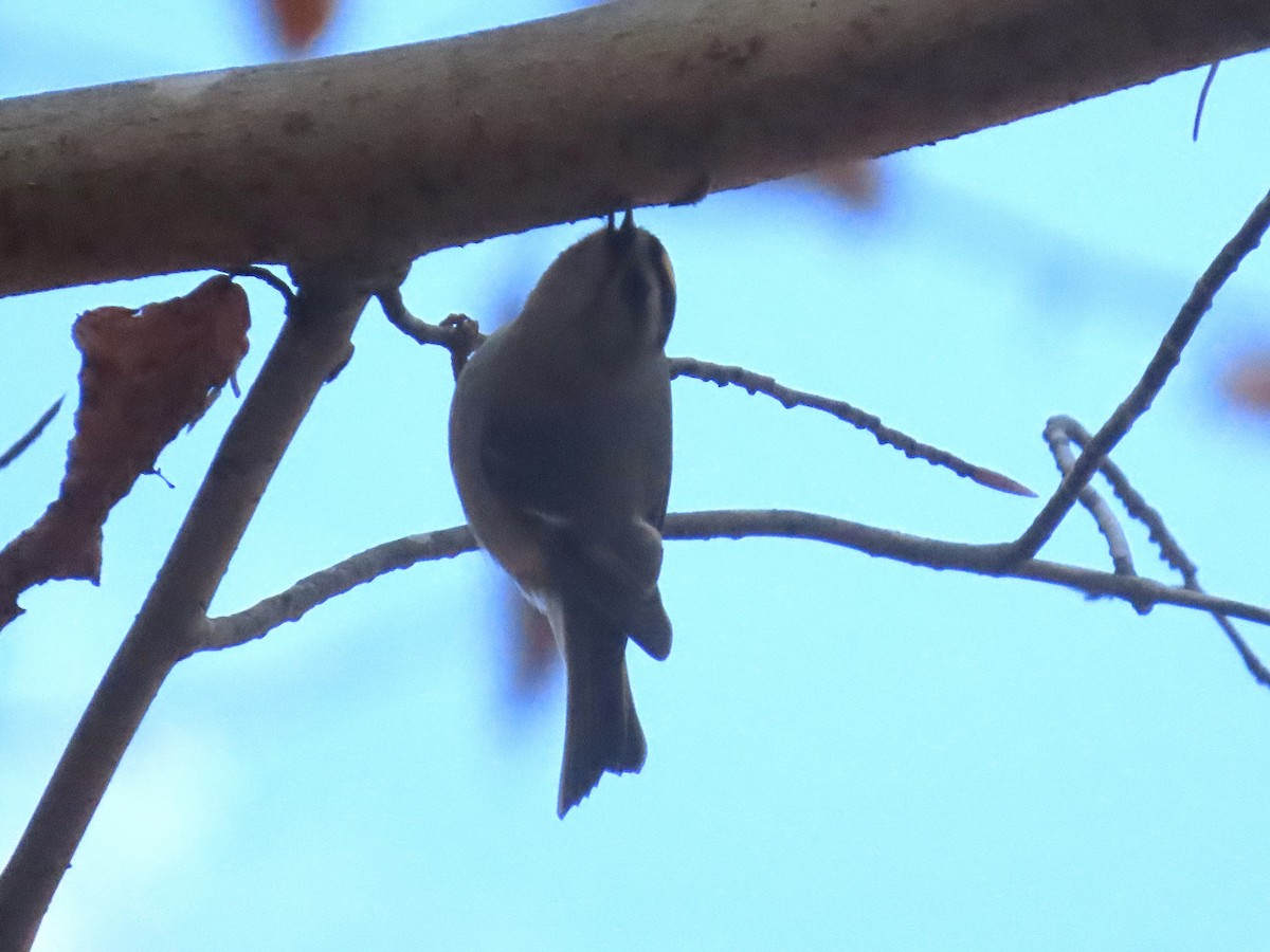 Golden-crowned Kinglet - ML647651573
