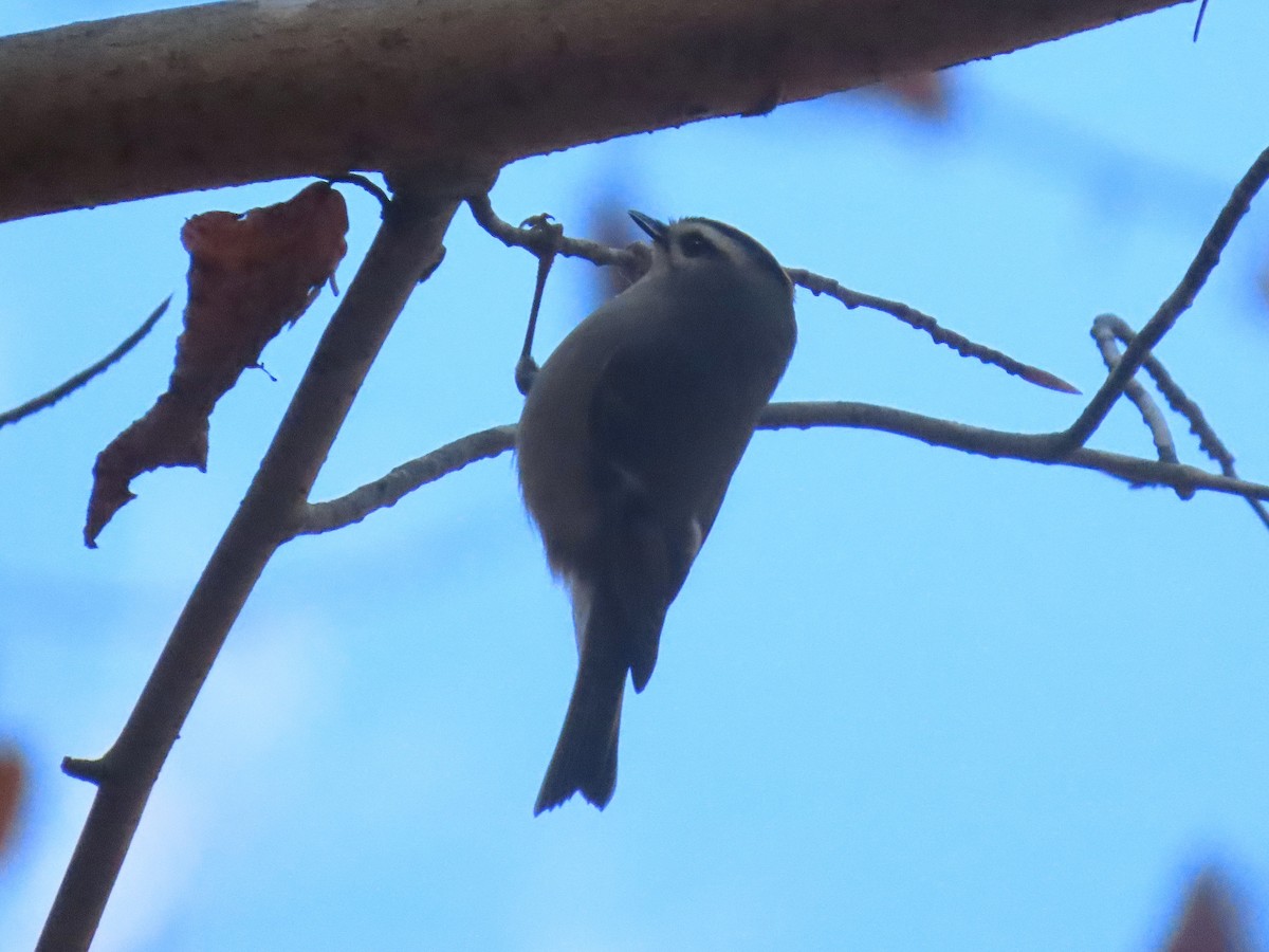 Golden-crowned Kinglet - ML647651575