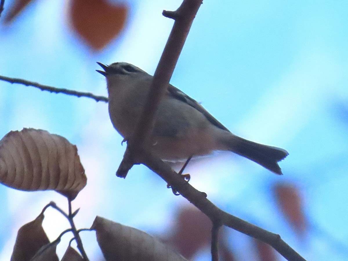 Golden-crowned Kinglet - ML647651576