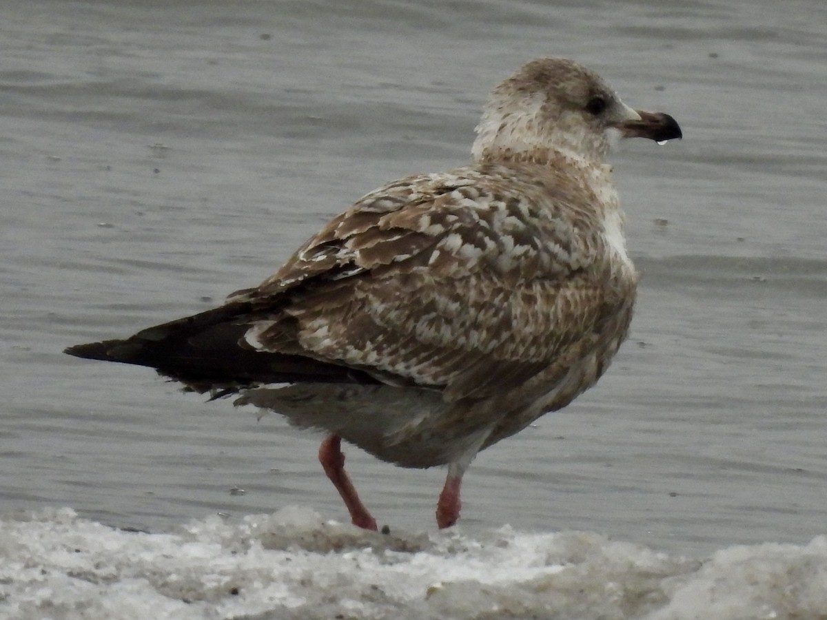 American Herring Gull - ML647651583