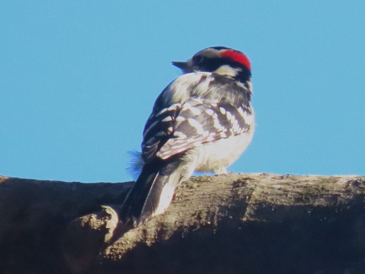 Downy Woodpecker - ML647651586