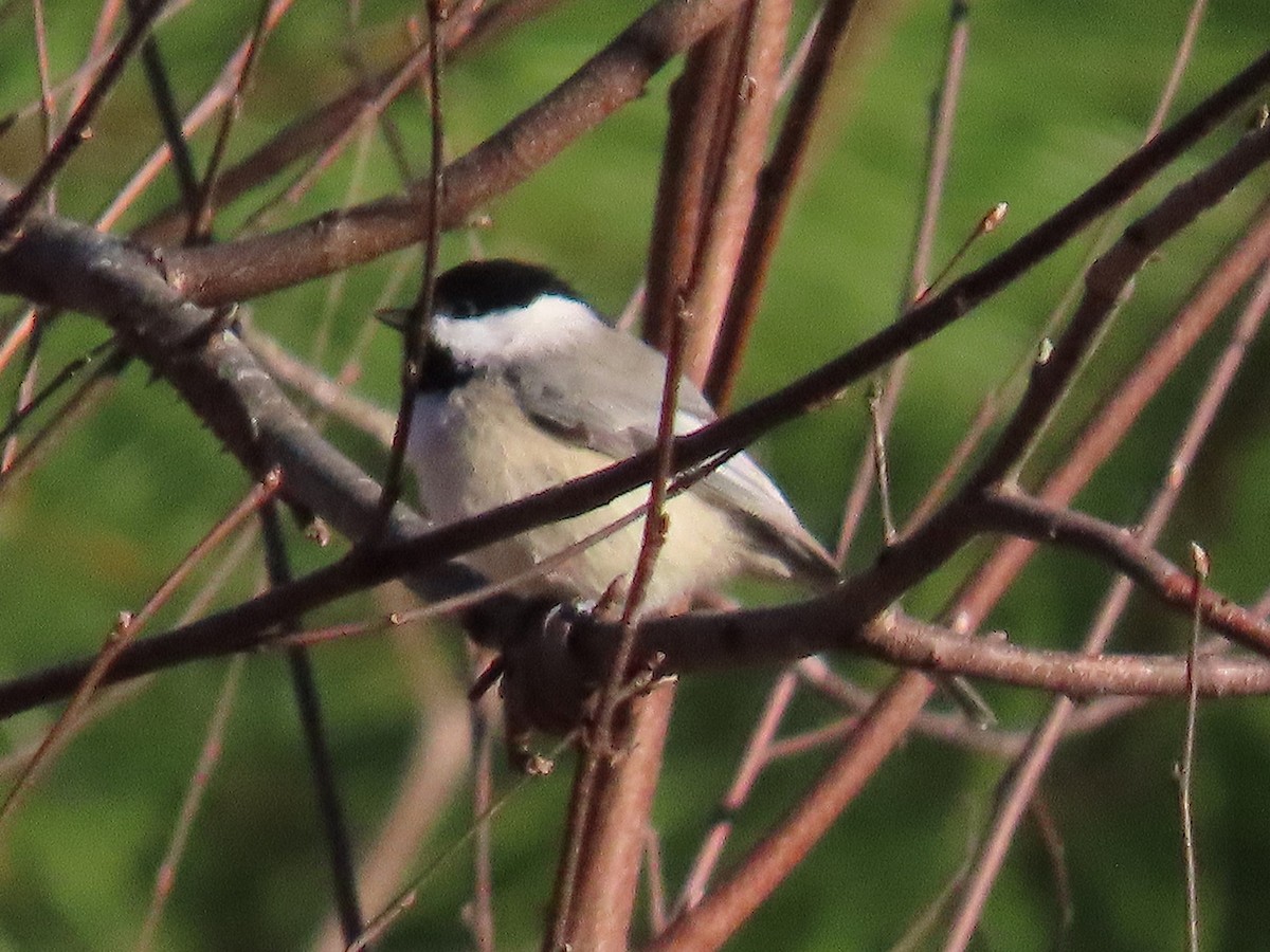 Carolina Chickadee - ML647651609