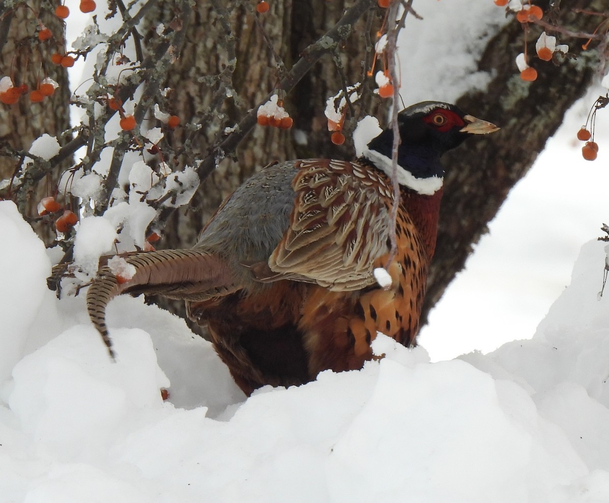 Fagiano comune - ML647651649