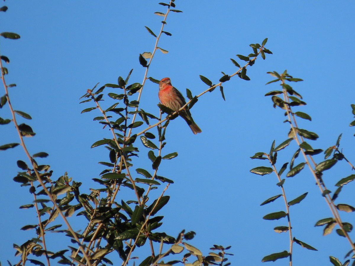 Чечевиця садова - ML647651656