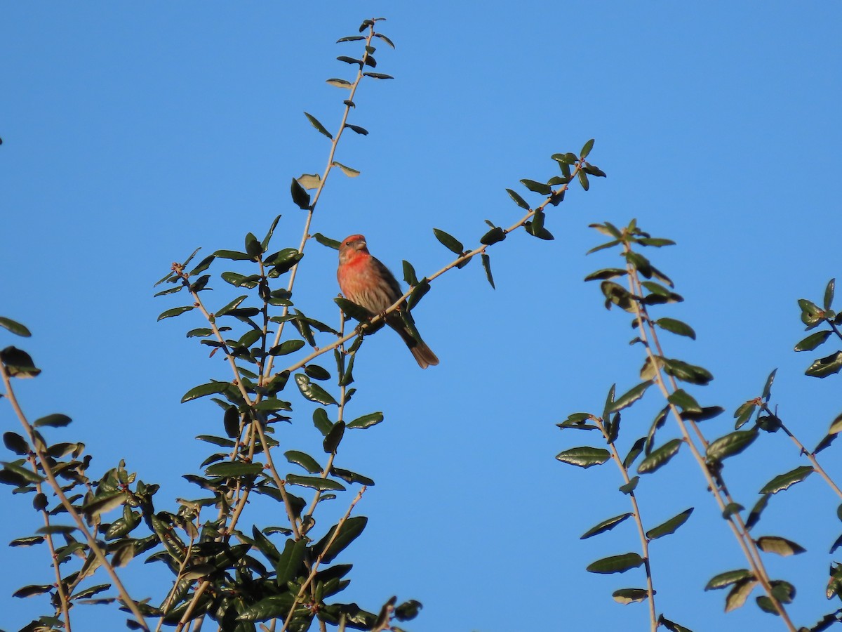 Чечевиця садова - ML647651657