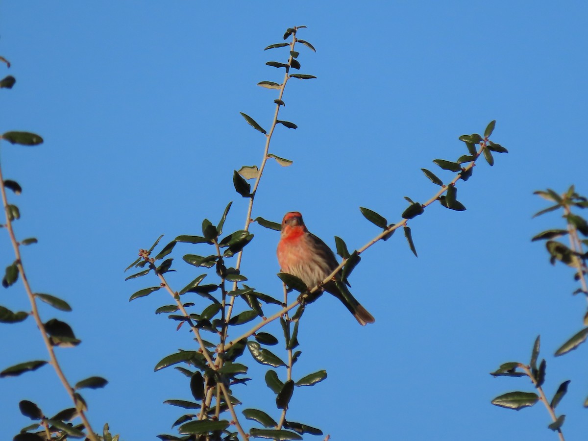 Чечевиця садова - ML647651658