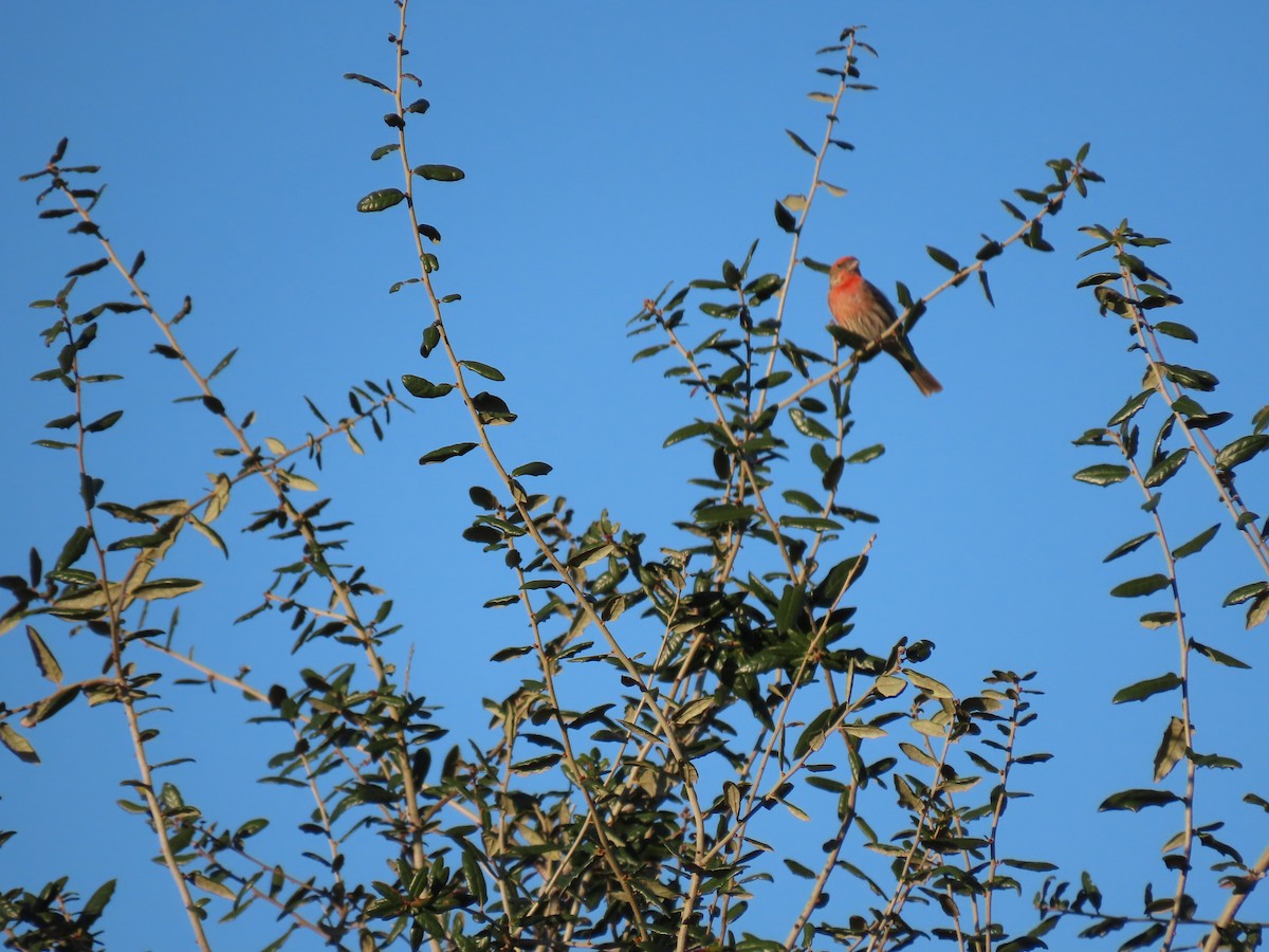 Чечевиця садова - ML647651659