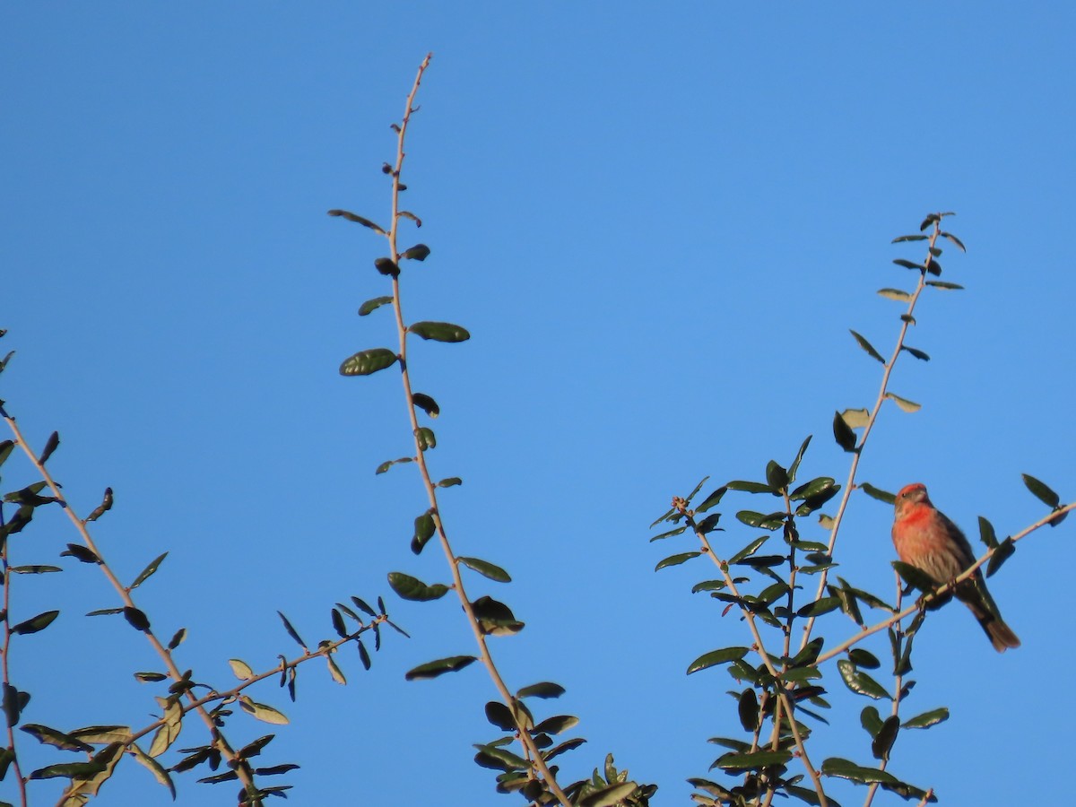 Чечевиця садова - ML647651660