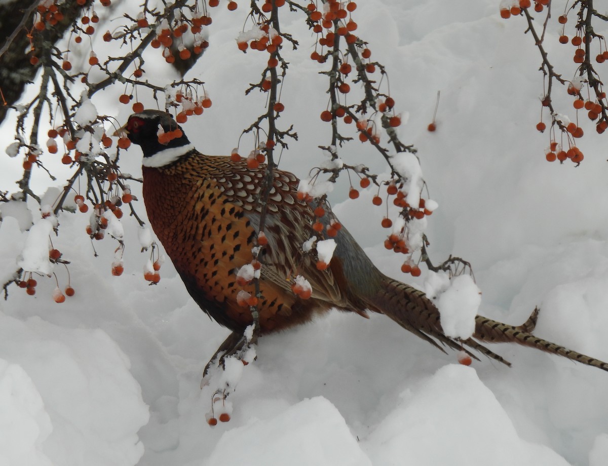 Fagiano comune - ML647651664