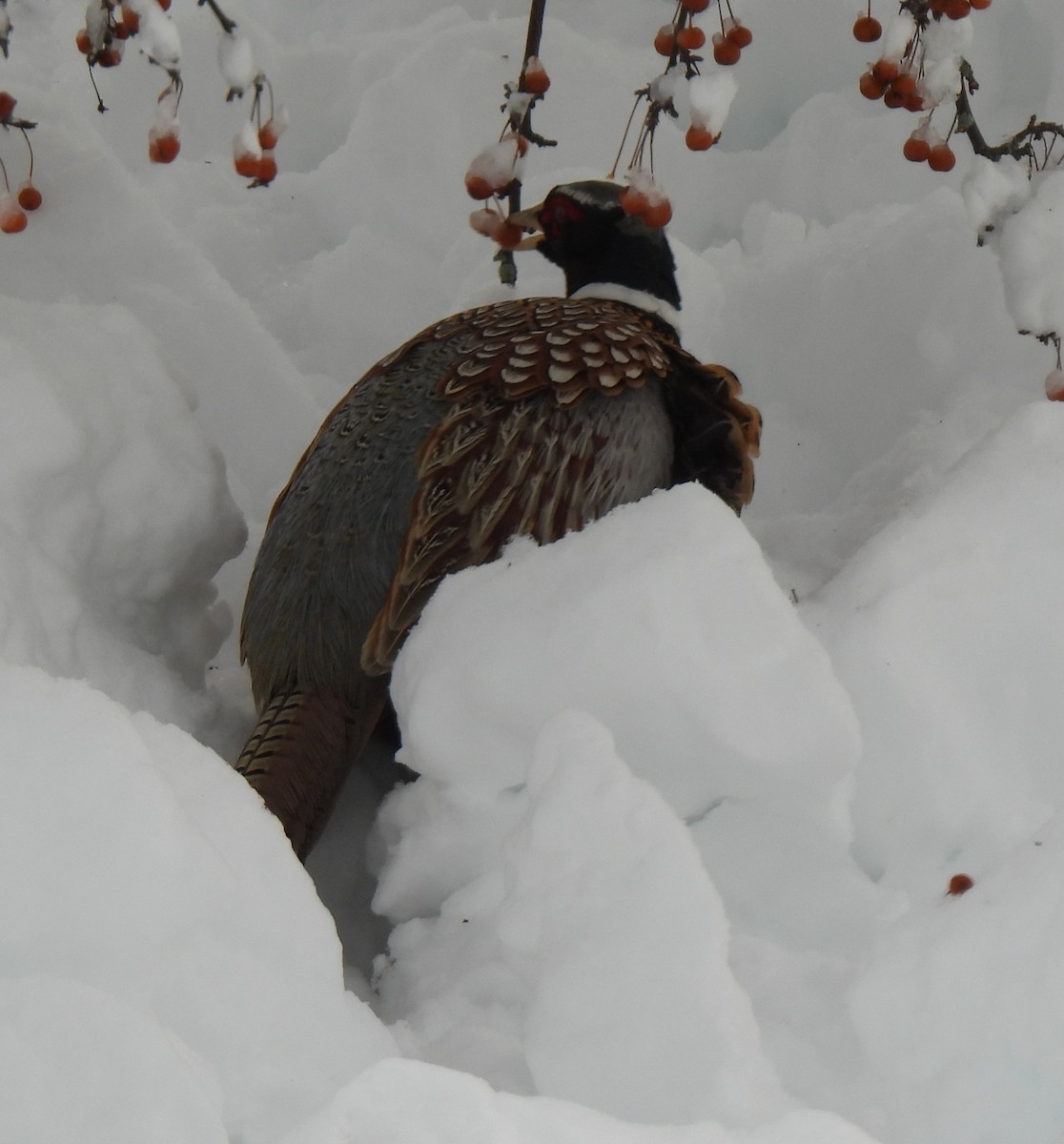 Fagiano comune - ML647651669