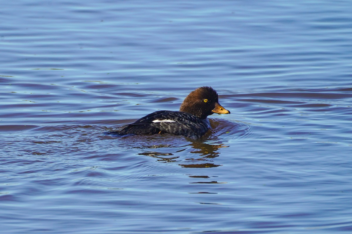 Murgilari islandiarra - ML647651680