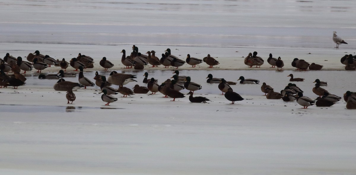 American Black Duck - ML647651703
