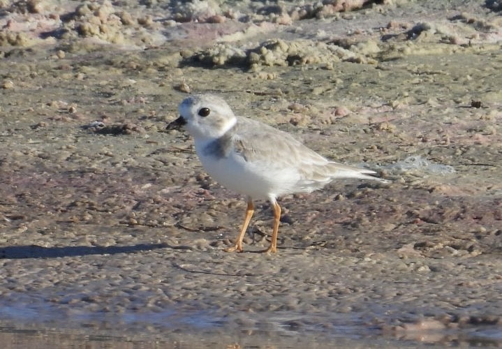 Islıkçı Cılıbıt - ML647651737