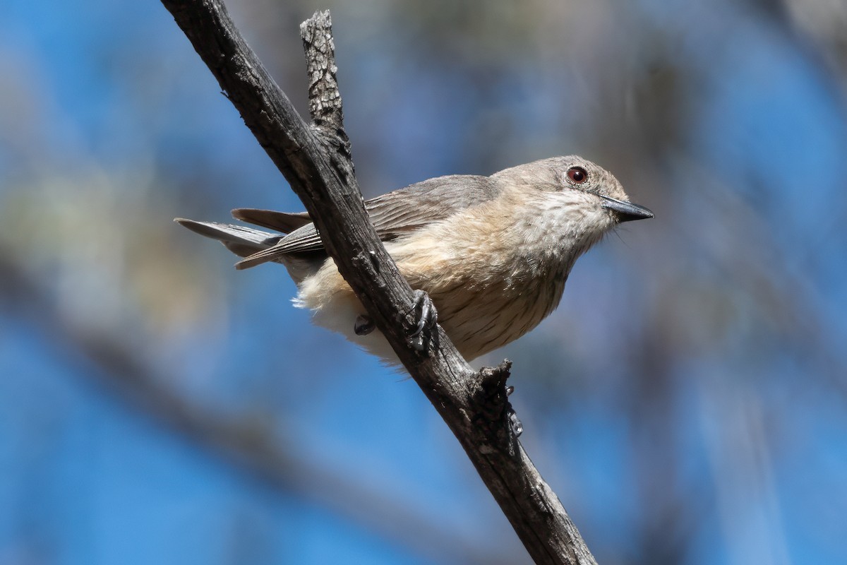 Rufous Whistler - ML647651788