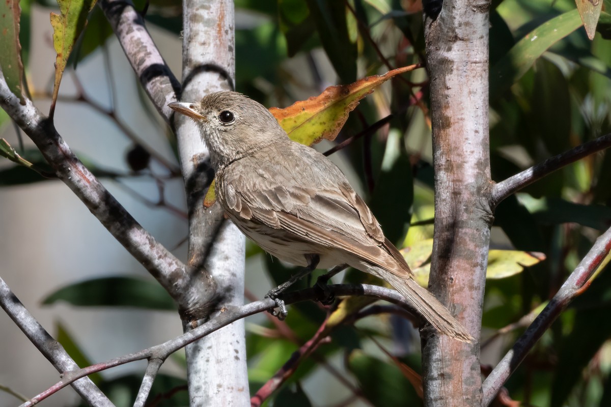 Rufous Whistler - ML647651789