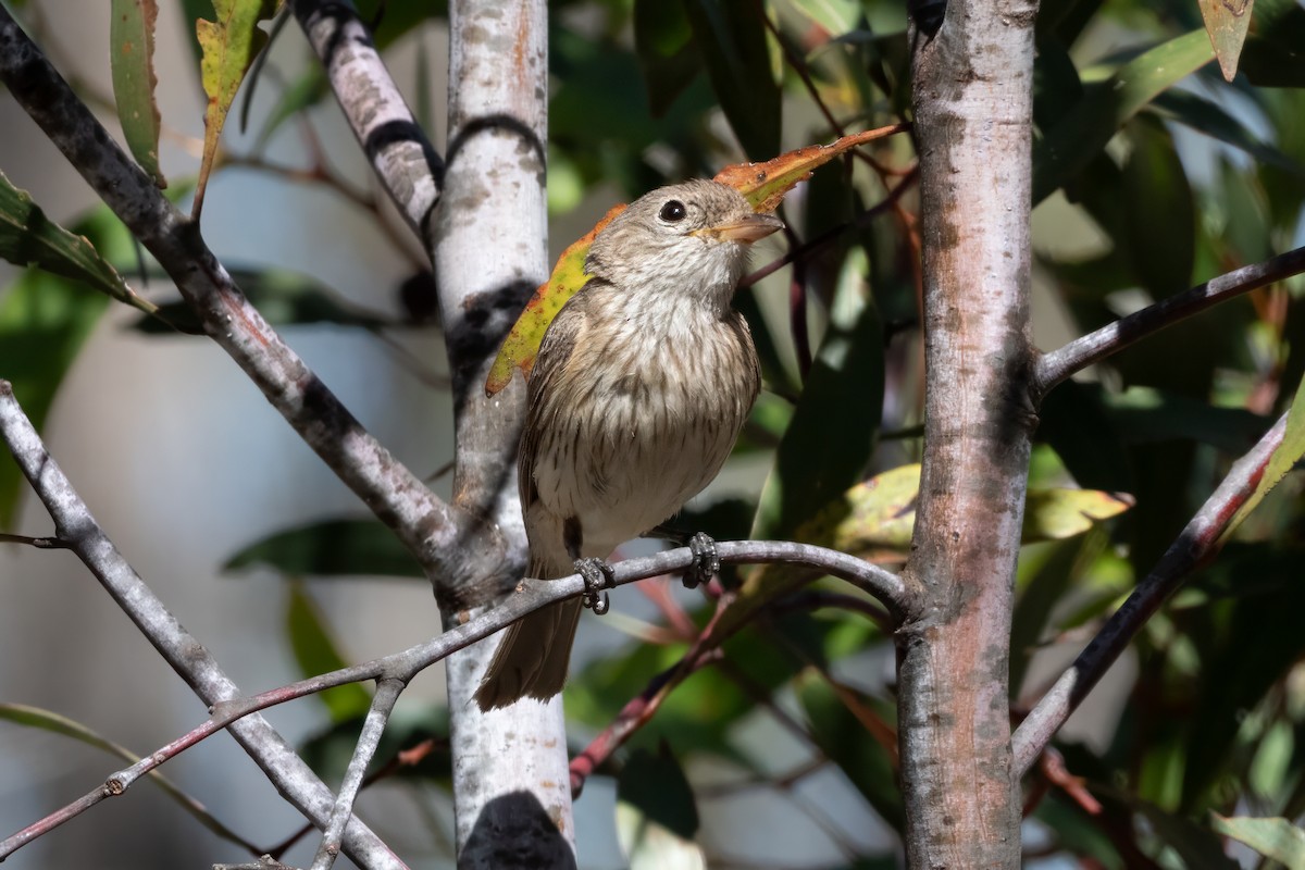 Rufous Whistler - ML647651790