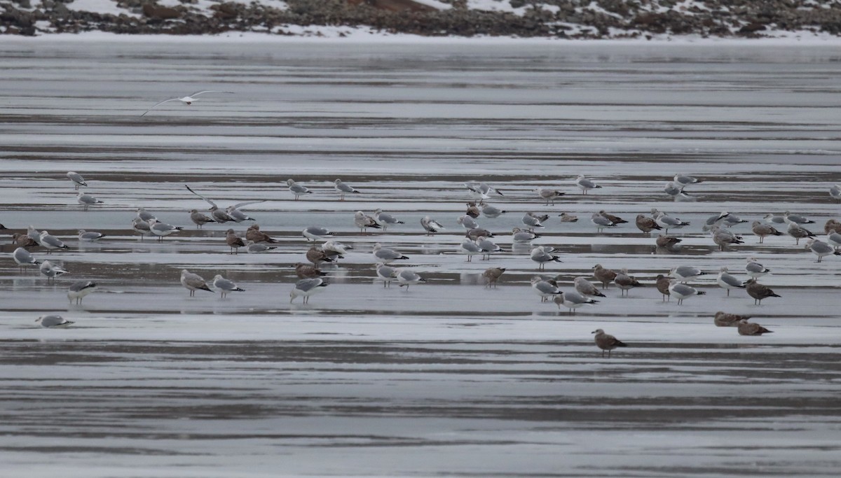 American Herring Gull - ML647651808