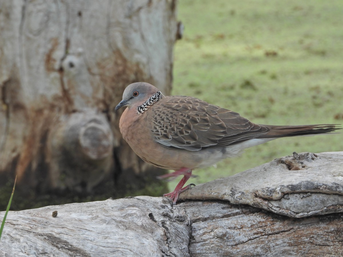 Spotted Dove (Eastern) - ML647651811